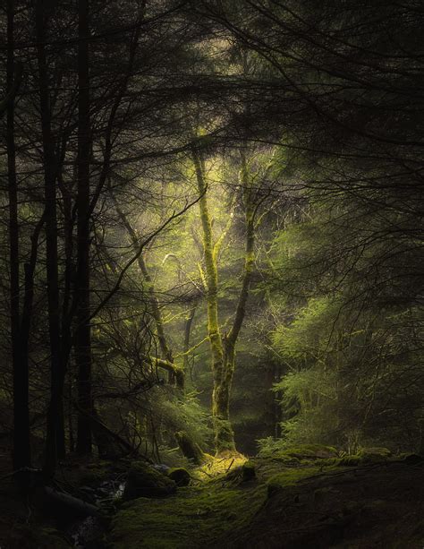 Trees Nature Forest Fog Branches Moss Hd Phone Wallpaper Pxfuel