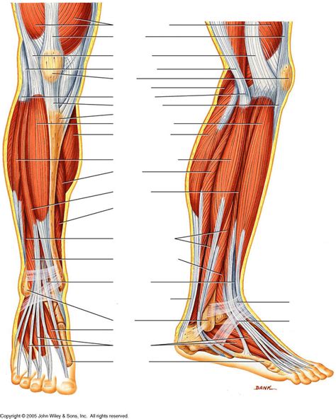 Leg Muscle Diagram Unlabeled Unlabeled Posterior Musc