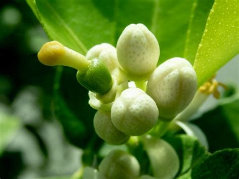 Free Images Flower Citrus Lemon Blooming Flowering Plant White