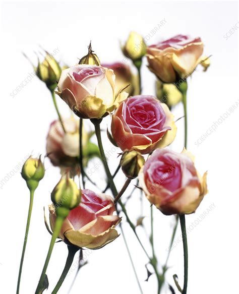 Roses Rosa Mini Eden Stock Image F0025759