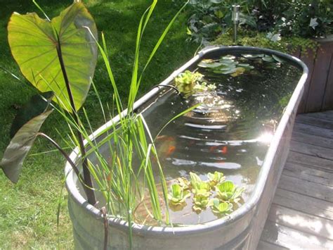 9 Diy Outdoor Fish Tank Ideas With Pictures Hepper