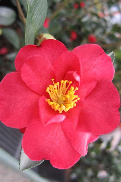 0 review(s) 0 0 5 write a review. Buy Red Bird Camellia Sasanqua - FREE SHIPPING - ON SALE ...