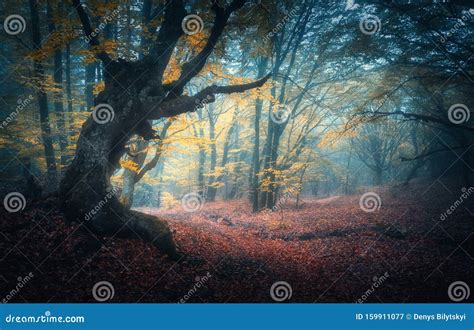 Beautiful Mystical Forest In Blue Fog In Autumn Stock Image Image Of