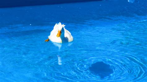 Duck Swimming Underwater