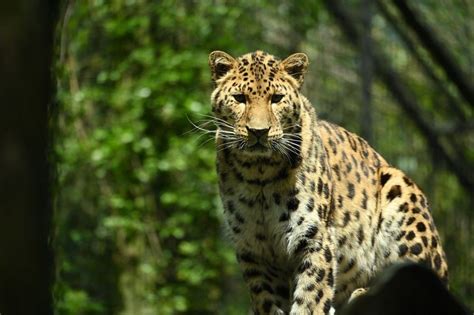 7 Fakta Macan Tutul Amur Kucing Besar Terlangka Di Dunia