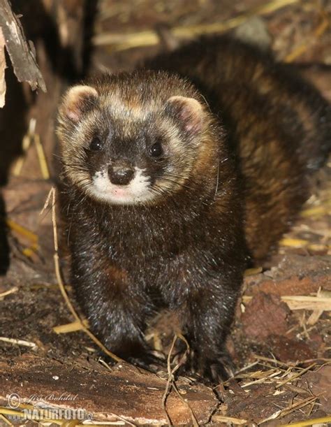 European Polecat Mustela Putorius — Also Known As The Black Or Forest