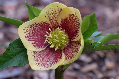 Hellebores In The Garden Today Plant Delights Nursery Blog