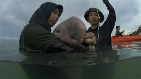 Thailand Goes Gaga For Baby Dugong Mariam Afp Youtube