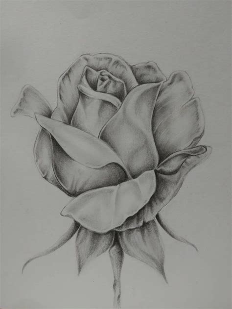 Rose Print Etsy Pencil Drawings Of Flowers Realistic Flower