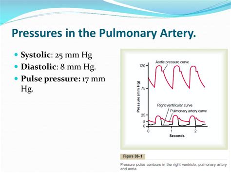 Ppt Chapter 38 Pulmonary Circulation Pulmonary Edema Pleural Fluid