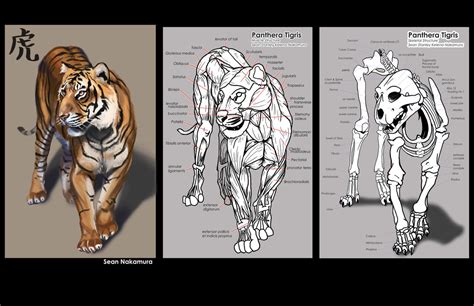 Tiger Study By Stanstill On Deviantart