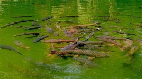 Di mana kayu bengkok, di sanalah musang meniti. Apakah Ada Ikan Sakti Di Sungai Jernih : Ini adalah sekelompok ikan yang berada di dalam kolam ...