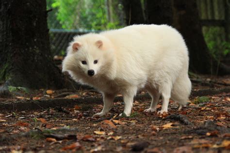U krijgt een identieke schedel, inclusief volledige tandheelkundige. 2 wasbeerhonden naar Zoo de Servion, Zwitserland ...
