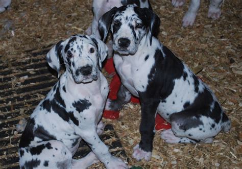 Mikey is a typical harlequin boy. harlequin great dane puppies | Bedworth, Warwickshire ...