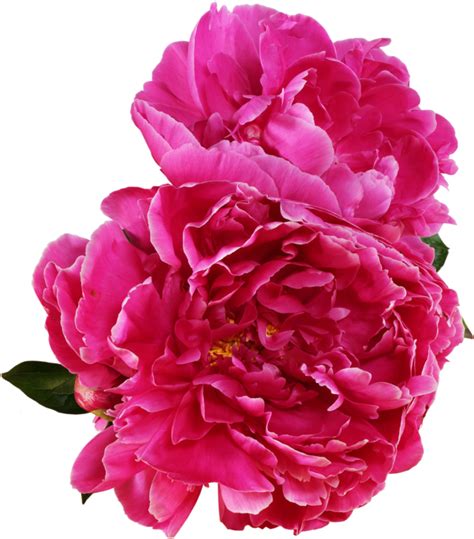 Peony Flower Png Photo Png All Png All