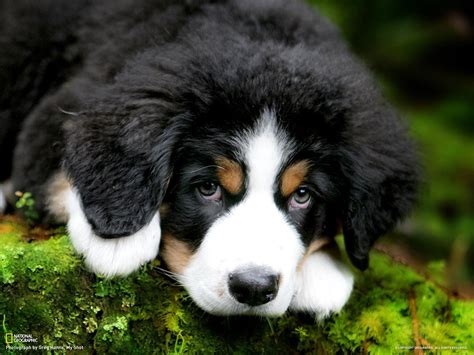 Cute Puppy Bernese Mountain Dog Wallpapers And Images Wallpapers