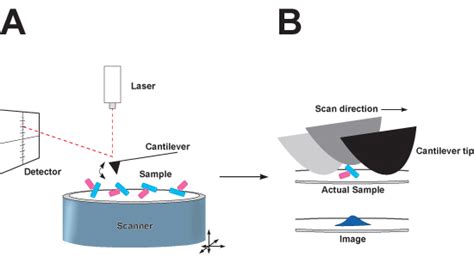 Schematic Presentation Of Tapping Mode Atomic Force Microscopy Afm