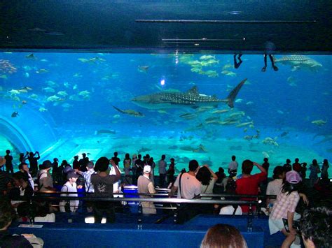 美海水族館 ちゅらうみ水族館