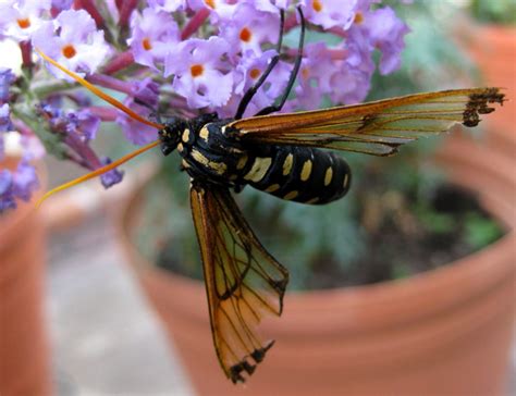 Wasp Moth From Mexico Whats That Bug