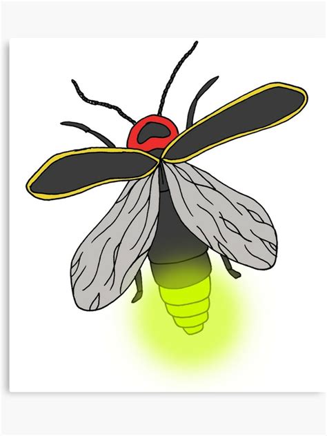 Download High Quality Insect Clipart Firefly Transparent Png Images