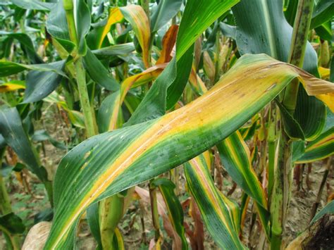 Grain Crops Update Good Corn Yields Despite Nitrogen Losses