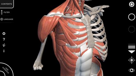 Websites and apps to learn human anatomy and human physiology online. 3D Atlas of Anatomy - App Muscular System - Tutorial - YouTube