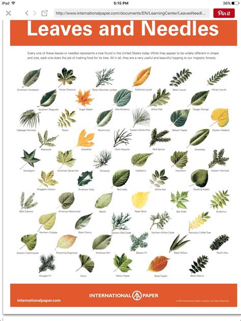 8 Printable Leaf Chart Tree Leaf Identification Leaf Identification