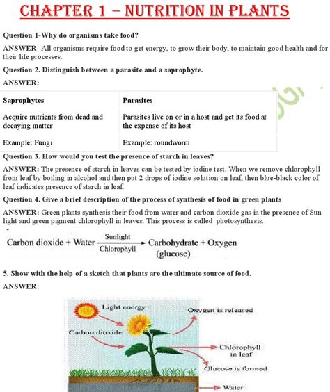 Nutrition In Plants Class 7