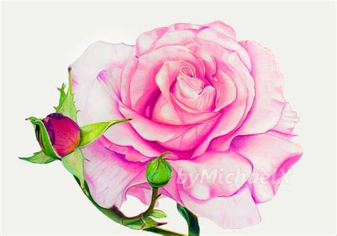 18 Rose Drawings Free Psd Vector Ai Eps Format Download Free And Premium Templates