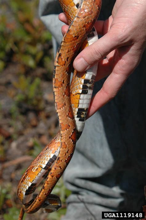 Eastern Corn Snake Pantherophis Guttatus