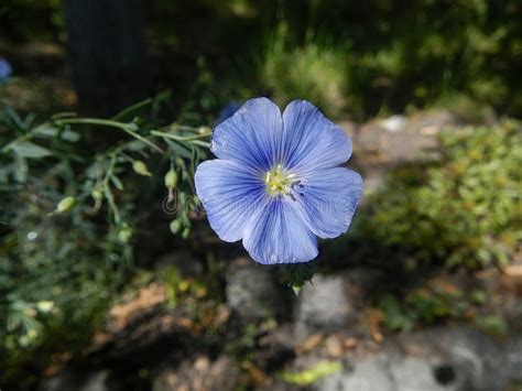 The Blue Flax Flower Close Up Stock Photo Image Of Bloom Florescence