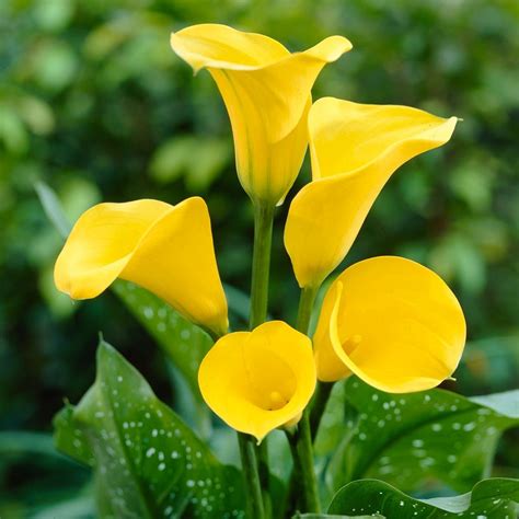 Top 15 Beautiful Yellow Flowers In The World Yabibo