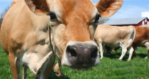 The 5 Best Dairy Cattle Breeds For The Homestead Off The Grid News