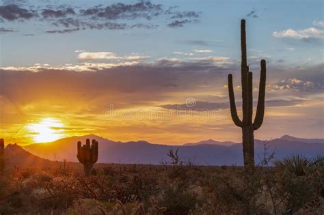 Vibrant Arizona Desert Sunrise With Cactus And Mountains Stock Image