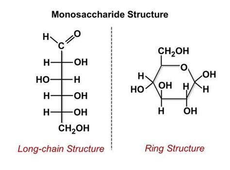 Solved Draw The Monomer Of A Carbohydrate The Monosaccharide And