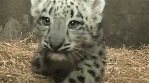 Cute Snow Leopard Cub Gets Ready For Public Debut Youtube