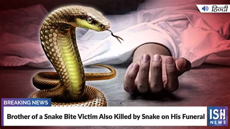 Brother Of A Snake Bite Victim Also Killed By Snake On His Funeral