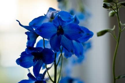 Fiore blu spiga selvatico : IL GIARDINO SFUMATO: SPIGHE DI FIORI