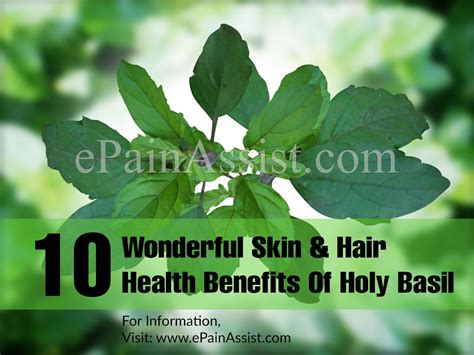 10 Wonderful Skin And Hair Health Benefits Of Holy Basil