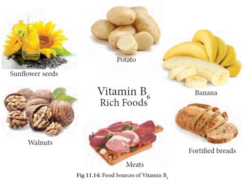 Bananas are a very rich source of vitamin b6. Vitamin B6 (Pyridoxine) : Functions, Food Sources ...