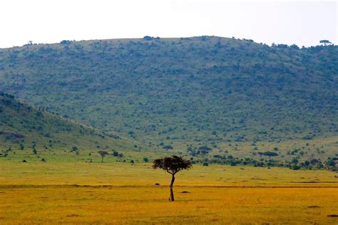 Image Result For Savanna Savanna Kenya Travel Biomes