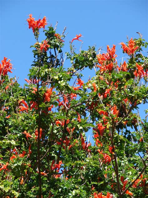 Tecoma Capensis Cape Honeysuckle North Carolina Extension Gardener