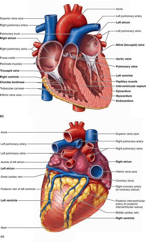 The venous sinus, atrium, ventricle and bulbus arteriosus (godinho, . Heart Chambers Diagram — UNTPIKAPPS