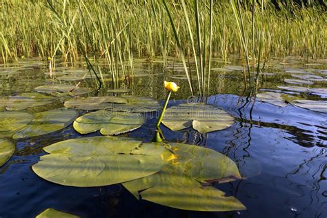 Water Lily Flowers On The Water Surface Of A Forest Lake Stock Photo