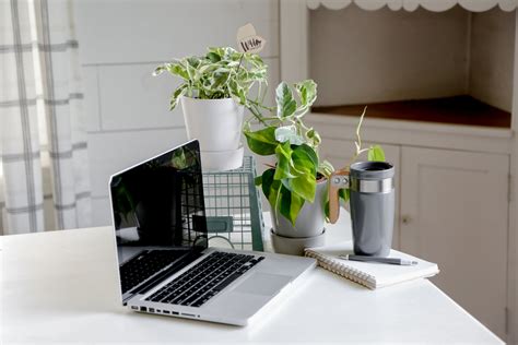 Wild Interiors — Use Plants To Increase Workplace Productivity