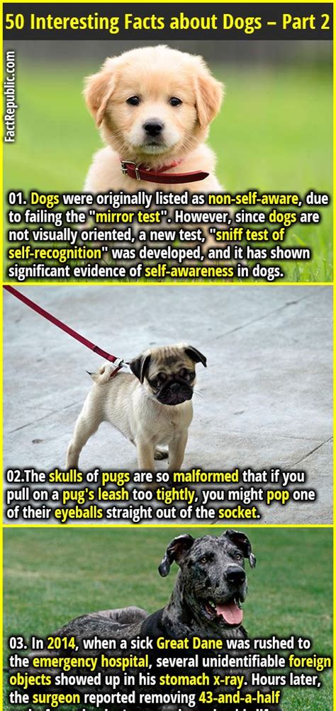 Interesting Facts About Dogs