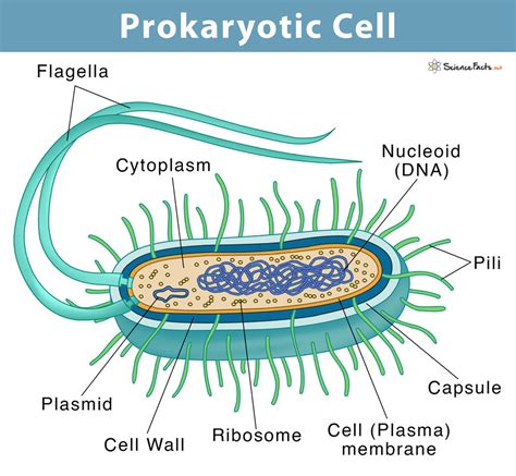 Prokaryotic Cell Structure Characteristics Function Riset