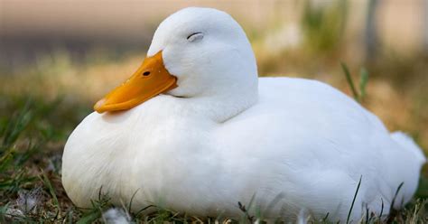 Where Do Ducks Sleep Location Behavior Birdfact