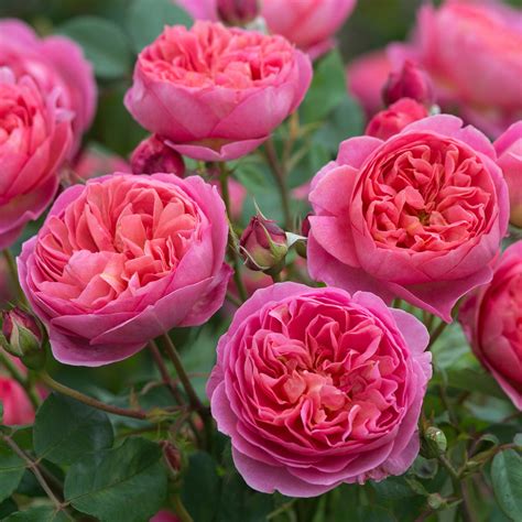 Boscobel English Standard Rose David Austin Roses