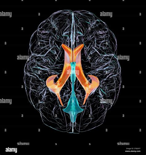 Lateral Brain Ventricles Illustration Stock Photo Alamy